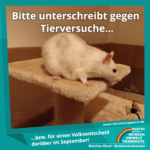 Volksentscheid Tierversuche - Ratte auf Kletterbaum